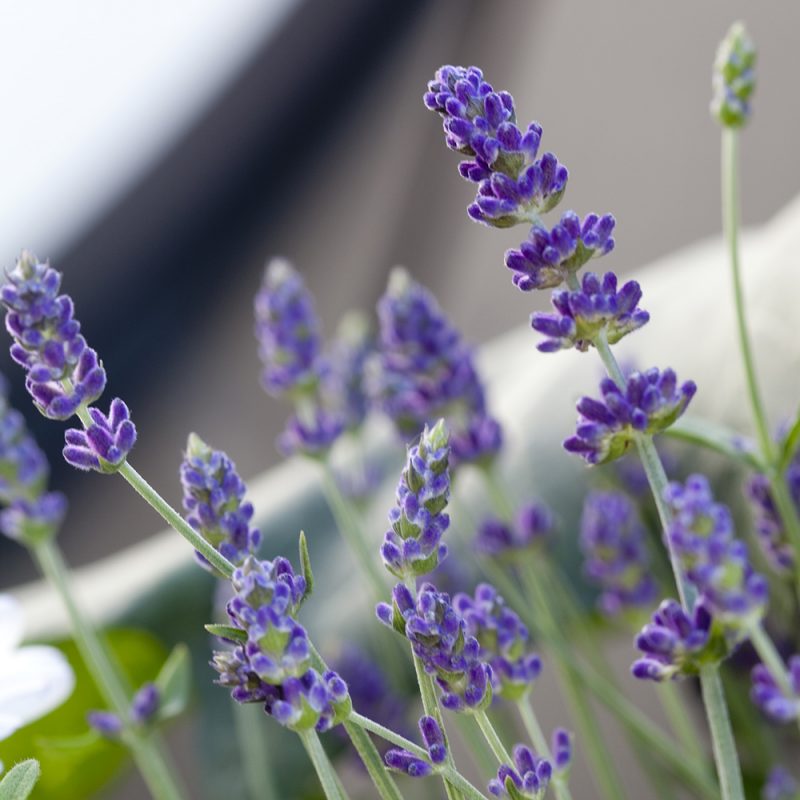 Tähkälaventeli Lavandula angustipholia sinivioletti